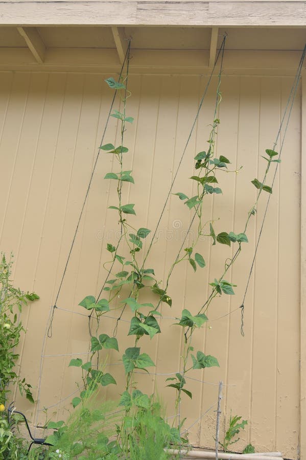 Do It Yourself DIY Climbing Green Bean Trellis gardening with green jute and steel hooks vertical royalty free stock photos