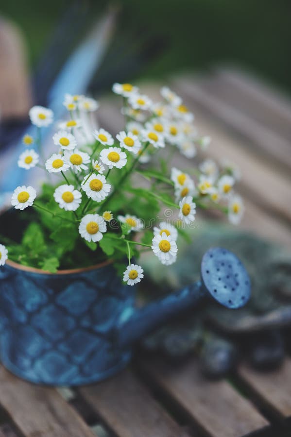 Garden work still life in summer. Chamomile flowers, gloves and tools on wooden table. Outdoor in sunny day with flowers blooming on background royalty free stock photo
