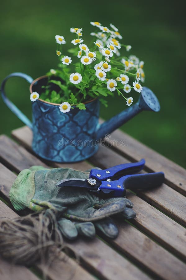 Garden work still life in summer. Chamomile flowers, gloves and tools on wooden table. Outdoor in sunny day with flowers blooming on background royalty free stock photography