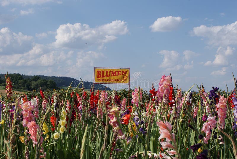 On the sign read: Cut flowers yourself, The colorful flower field with gladioli and sunflowers to cut itself off stock image